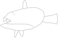 Drawing fish big